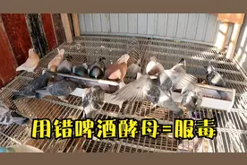 啤酒酵母电解质对鸽子有好处，用错方法却不亚于毒药，鸽友们警惕