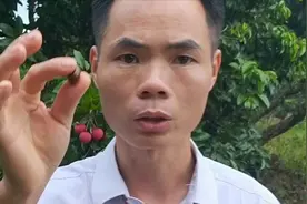 荔枝核最值钱的品种是禾荔，公认的“万能砧木”，嫁接亲和性最强视频封面