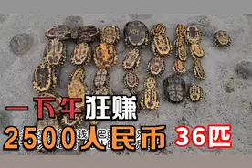 【神职业】：在日本只要抓巴西龟就能五万日元（约2500人民币）？