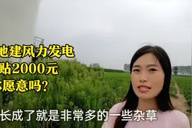 农村庄家田里建风力发电，一亩地补贴2000元，这补贴合适吗？视频封面