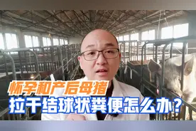 母猪粪便干球状不吃食，是母猪运动少肠道菌群失调，三招轻松搞定视频封面