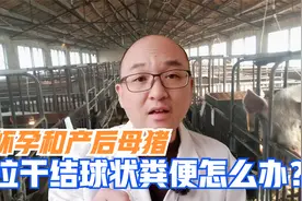 母猪粪便干球状不吃食，是母猪运动少肠道菌群失调，三招轻松搞定视频封面