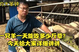 一只羊一天能吃多少斤草？5斤？10斤？20斤能吃得了吗？视频封面