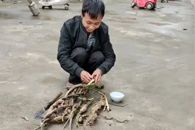 农村一种可以吃的虫子，一斤要500元，小伙越挖越有劲视频封面