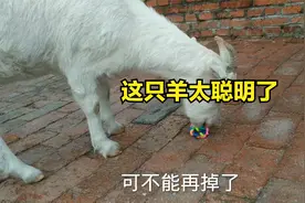 羊到底有多聪明?很多老粉丝都知道，今天再让大家见识一下