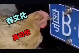 鸡：这明明是米啊 怎么越吃越饿呢