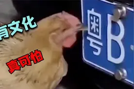 鸡：这明明是米啊 怎么越吃越饿呢
