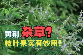 植物“黄荆"，枝叶果实都有妙用！农村人却把它当杂草