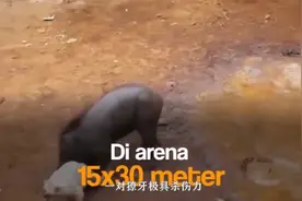 比特犬不是挺牛吗？单挑大野猪，结果被打得连爹妈都不认识！视频封面