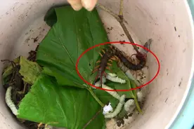 小伙用垃圾桶制作捕“蜈蚣”陷阱，放一会就有收获，太惊喜了视频封面