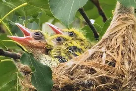 鸟妈妈不停抓虫喂食幼鸟，自己却吃幼鸟的屎粑粑视频封面