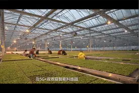 中国电信重庆公司推出数字乡村平台助力农业生产视频封面
