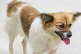 头长“天眼”的中华田园犬，二郎神犬，碰到就是缘分