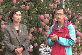 脱袋未打药遇持续阴雨天气，苹果会不会受影响？视频封面