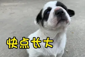 小土狗三个月了，对比小时候，变化太大啦视频封面