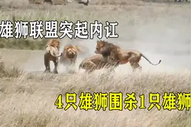 雄狮联盟突起内讧，4头雄狮一同反水，合力围杀联盟老大视频封面