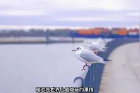 对不起，没经过你同意，擅自喜欢你视频封面