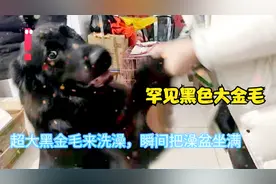 罕见黑色大金毛，洗澡瞬间将澡盆撑满！估计返祖平毛巡回猎犬血统