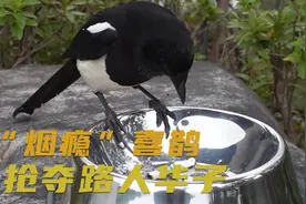 智商超高的喜鹊，是个“老烟腔”抢夺路上香烟，专家对此作出解释视频封面