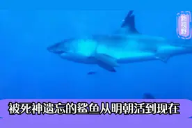 冷知识：被死神遗忘的鲨鱼？从明朝活到现在，初步鉴定已500多岁视频封面