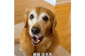 暖心的狗狗照顾受伤的妈妈！视频封面