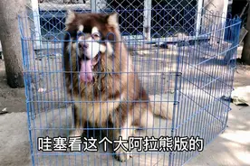 天气转凉狗市品种看的眼花缭乱 偶遇巨型阿拉斯加蹄子竟比人腿粗视频封面