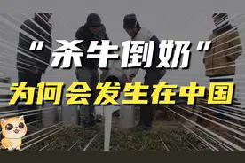 杀牛倒奶？课本上资本主义的反面教材，为何会发生在中国？视频封面