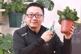 长寿花叶子冻伤，这样挽救能缓过来视频封面