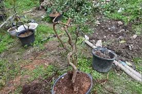 天然形成的“蛇状”赤楠桩，看似小巧年份久，挖回家盆栽可好？视频封面