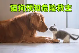 你相信猫狗有提前预知危险的能力吗？