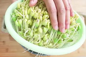 黄豆芽这样发，三天就能搞定，简单快速，好吃放心