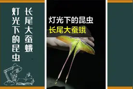灯光下的昆虫，长尾大蚕蛾