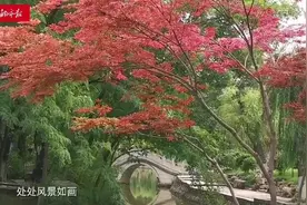 石家庄长安公园：水边千屈菜、慈姑花开正好视频封面