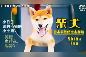小日子过的不错的土狗“柴犬”，土狗逆袭典范，究竟有什么魅力？