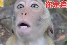 一只务实的猴子，主动向人类表达臣服，而且表达的非常清晰视频封面