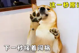 柴犬记性都不好，这一秒闯祸主人原谅了它，下一秒接着闯祸视频封面