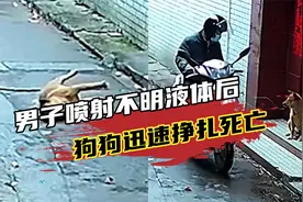 男子喷射不明液体后，狗狗迅速挣扎死亡，公安部门介入核查视频封面