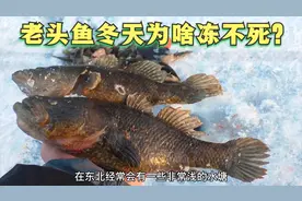 老头鱼冬天为什么冻不死？为什么东北有水就有老头鱼？视频封面