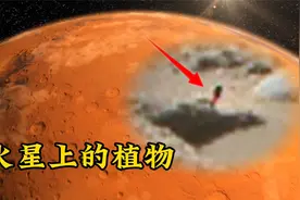 火星上发现生长着植物！视频封面