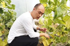 怎样才能挑到成熟甜瓜？只需"一看一摁"，赶快看看吧