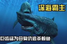 远古海洋霸主巨齿鲨，为母复仇疯狂撕咬鲸鱼，一口将它拦腰咬断！视频封面