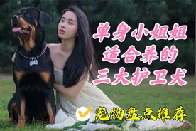 适合单身小姐姐养的三大新晋护卫犬，大中小型犬都有