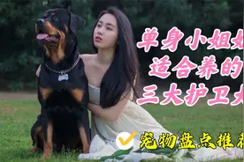 适合单身小姐姐养的三大新晋护卫犬，大中小型犬都有视频封面