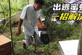养在大山里的蜜蜂跑了怎么办，跟着农村大叔这样做一招解决视频封面
