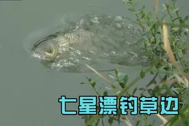 七星漂配朝天钩挂蚯蚓钓鱼，第一杆就是2斤左右的草鱼视频封面