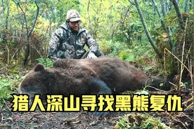 老猎人深山狩猎，寻找棕熊报仇，直接撂倒600多斤棕熊视频封面
