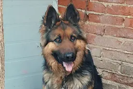 这么漂亮的长毛德牧主人为什么不想喂了