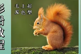 0基础画动物，彩铅小白也能轻松上手（上）