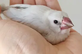 养了1个月的文鸟成精了，一召唤就飞到手上，可吸可盘飞