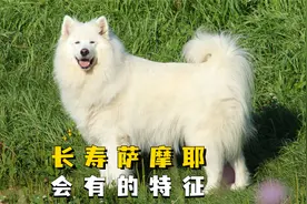 长寿萨摩耶的共同特点，快看你家萨摩耶具备几条视频封面